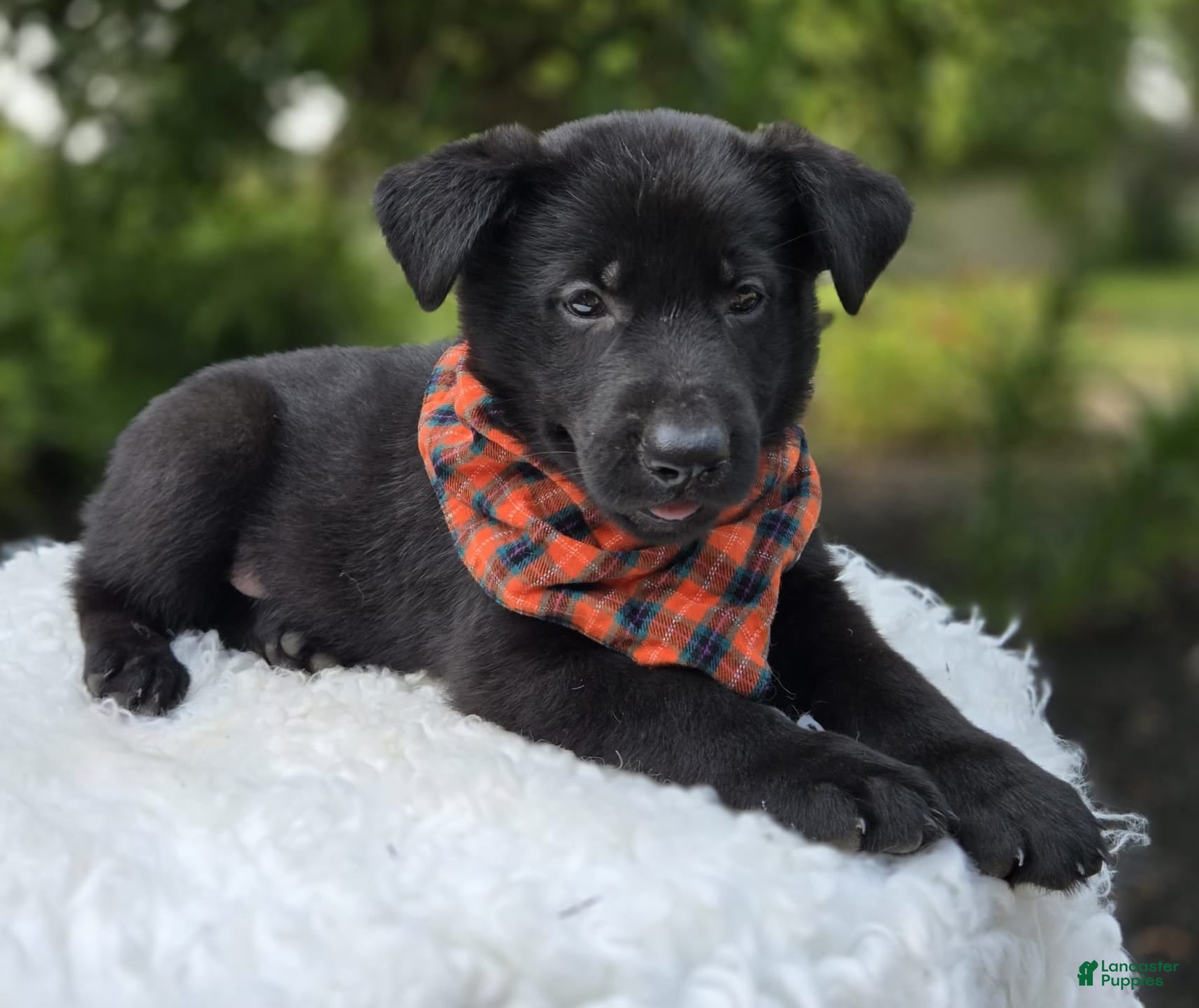 Black German Gsd Puppies For Sale Near Me Baby Black German