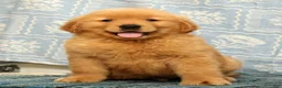 Golden Retriever dogs for sale: Harry - Ad 1