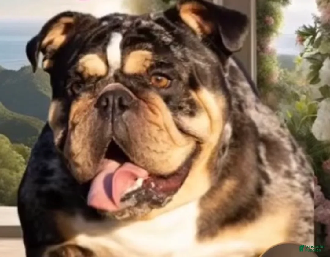 English Bulldog dogs for sale: English Bulldog Puppy 2 - Ad 5