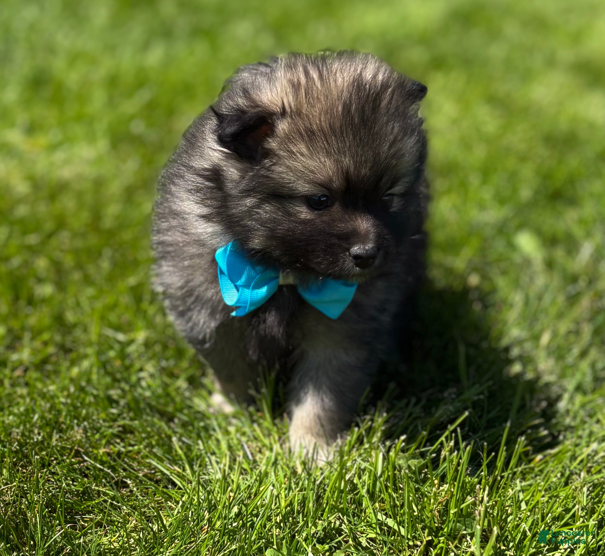 Pomeranian dogs Mystery - Ad 2