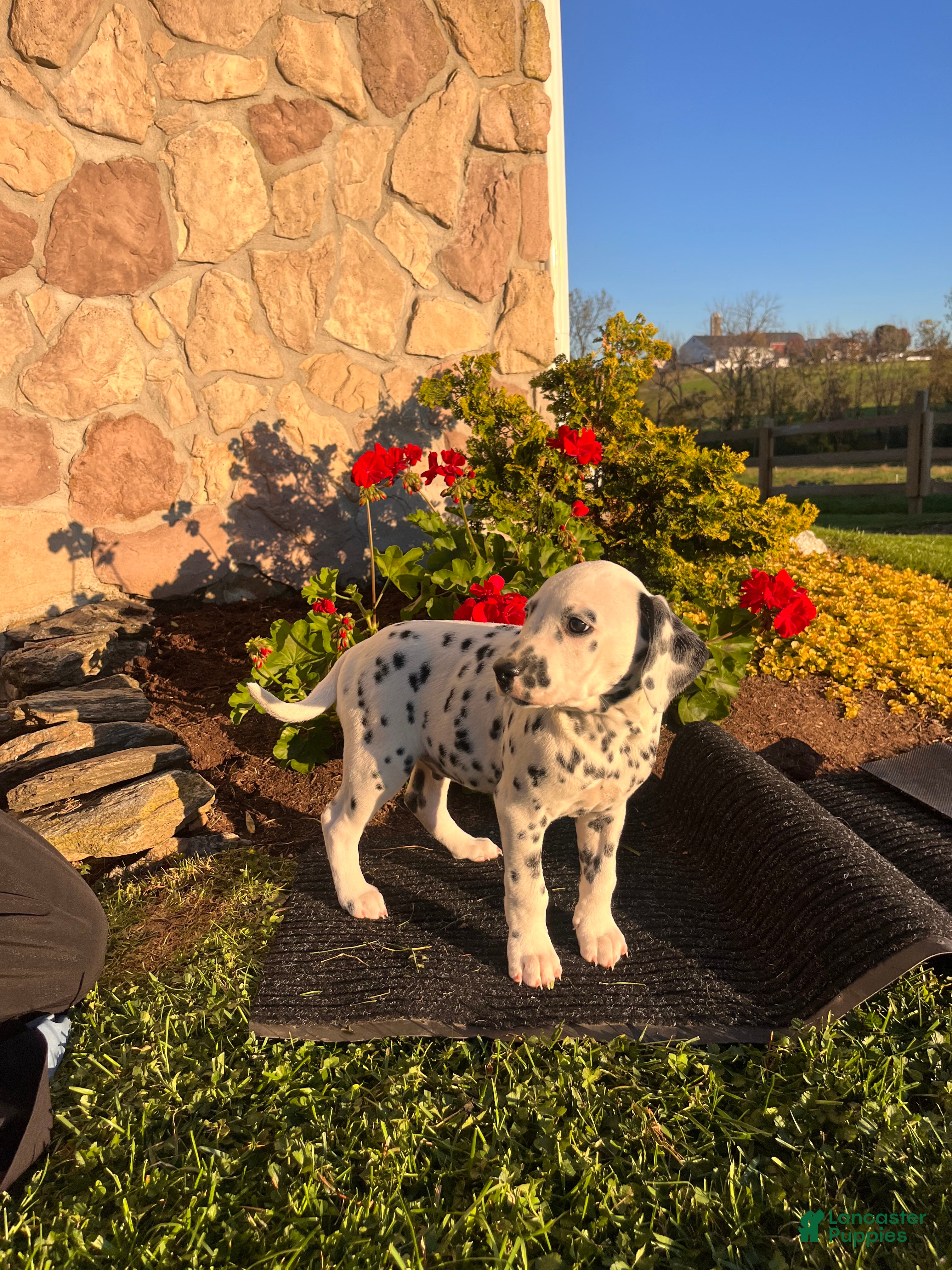 Dalmatian dogs for sale: Robert❤️Genetic Health Tested - Ad 2