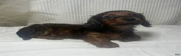 Miniature Dachshund dogs for sale: Trixie  - Ad 4