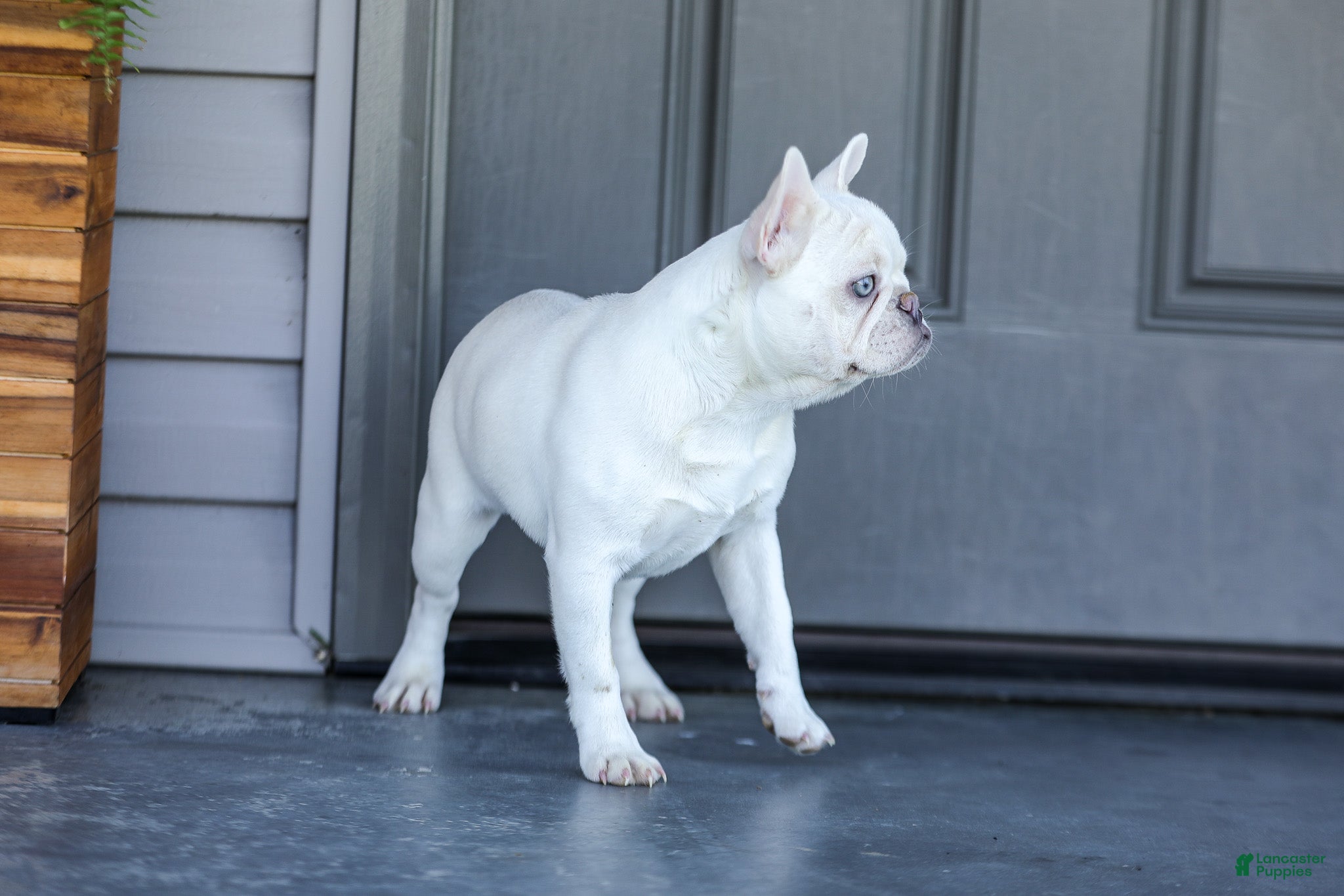 French Bulldog dogs for sale: Dora - Ad 8