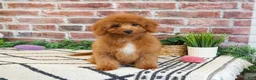Cavapoo dogs for sale: Matilda  - Ad 2