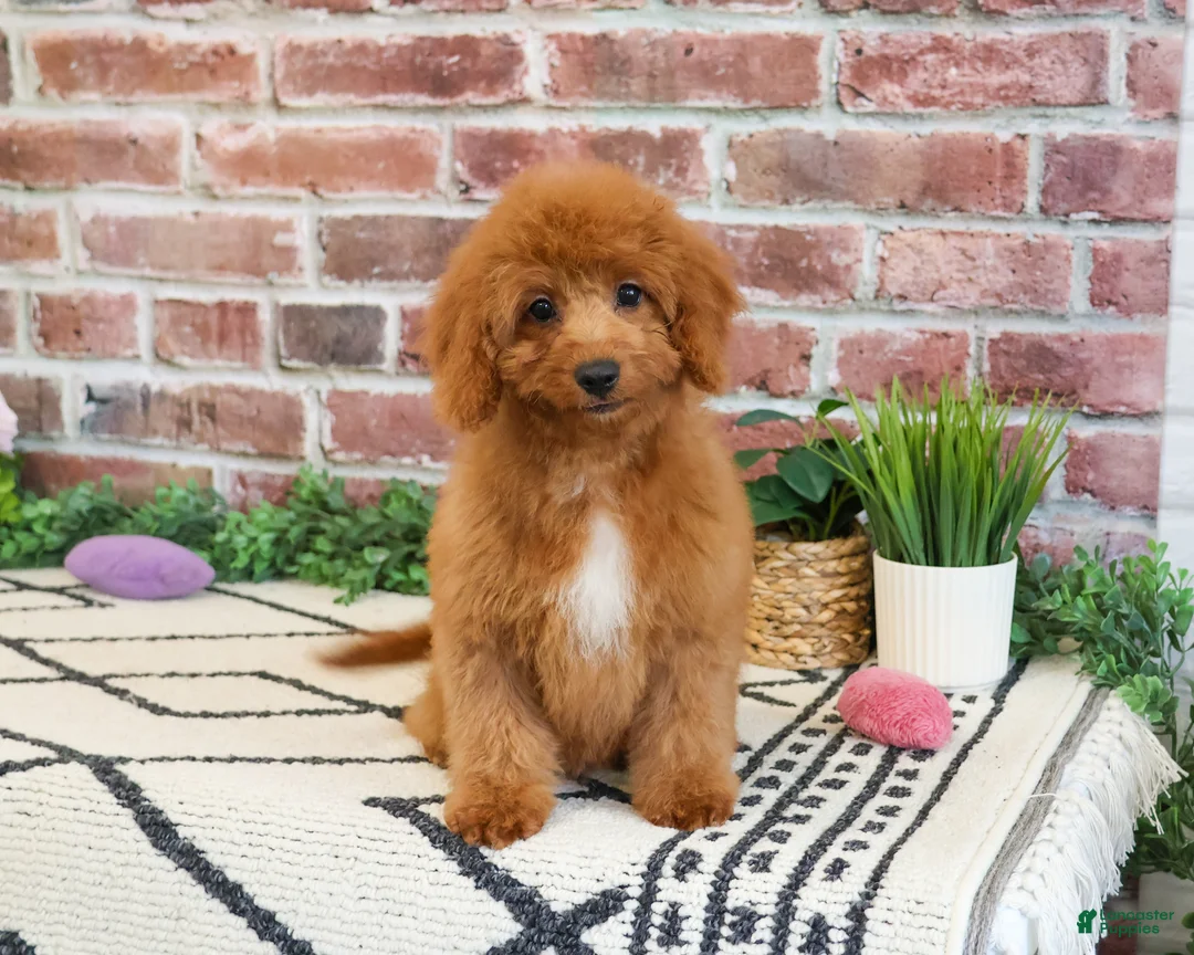 Cavapoo dogs for sale: Matilda  - Ad 2