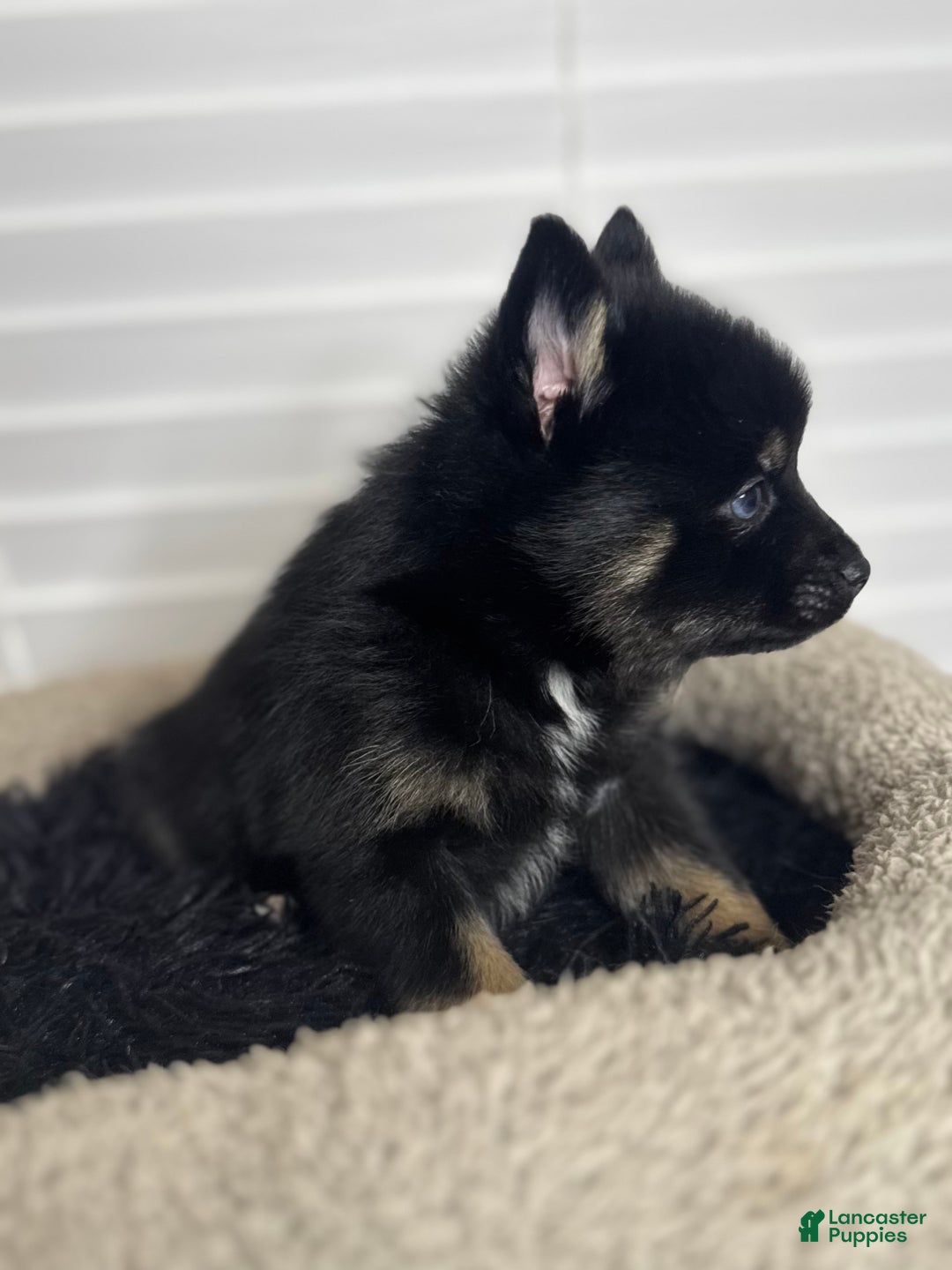 Pomsky dogs for sale: Black Male gold wrists white chest - Ad 4
