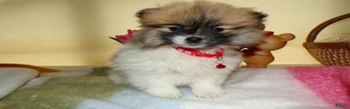 Pomeranian Puppy 1 Charmin