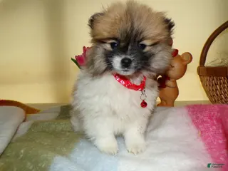 Pomeranian dogs for sale: Pomeranian Puppy 1 Charmin - Ad 2
