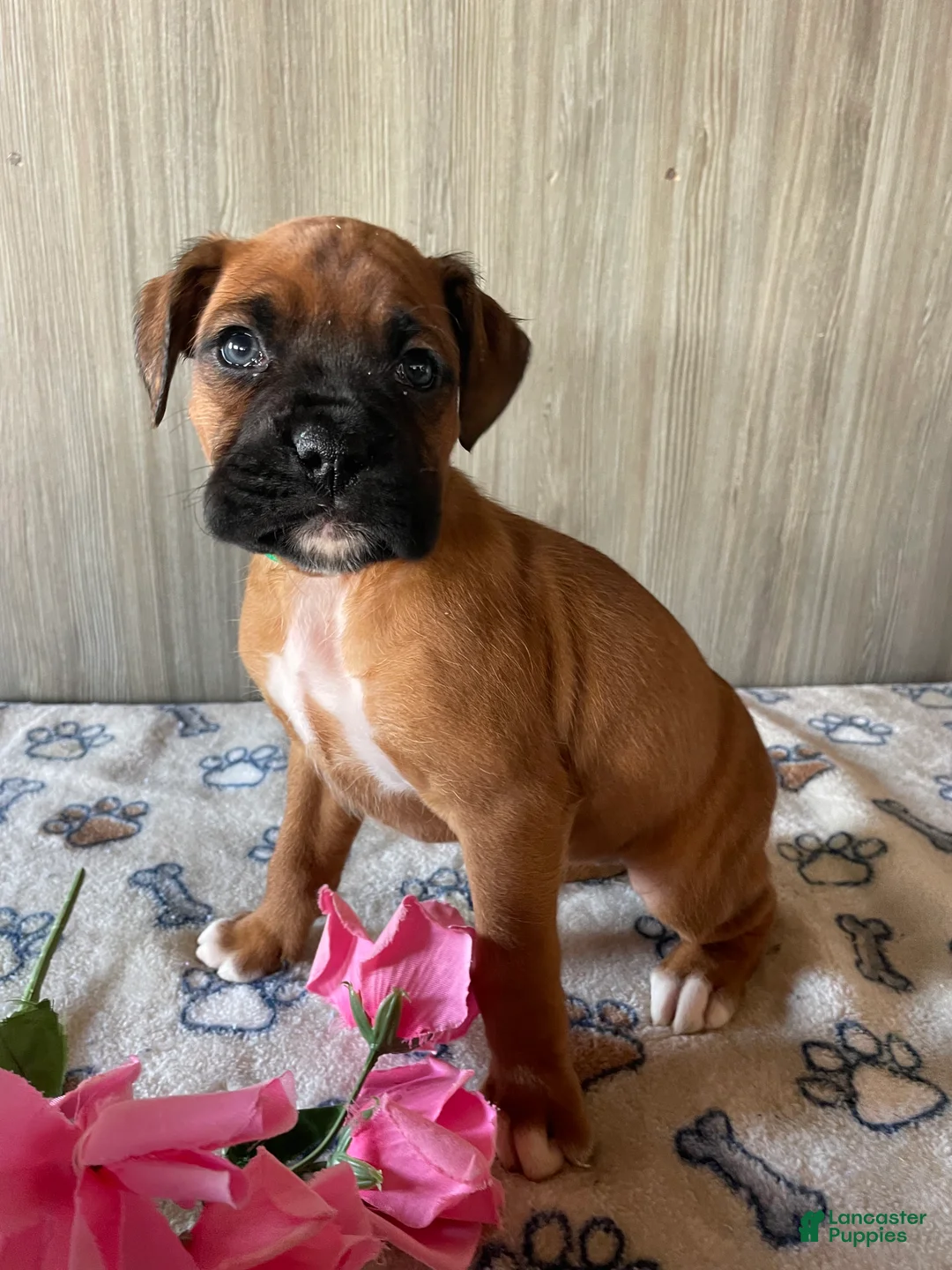 Boxer dogs for sale: Bella - Ad 2