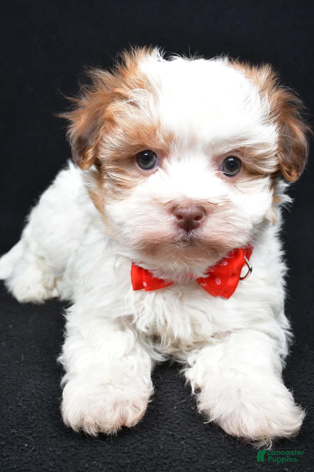 Havanese dogs for sale: Loran - Ad 4