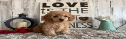 Toy Poodle dogs for sale: Victor - Ad 4