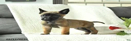 Belgian Malinois dogs for sale: Buster - Ad 4