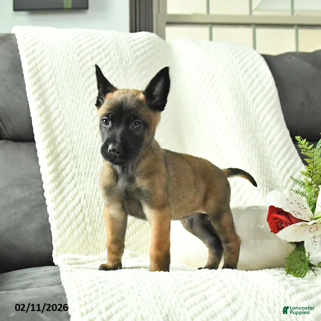 Belgian Malinois dogs for sale: Buster - Ad 4