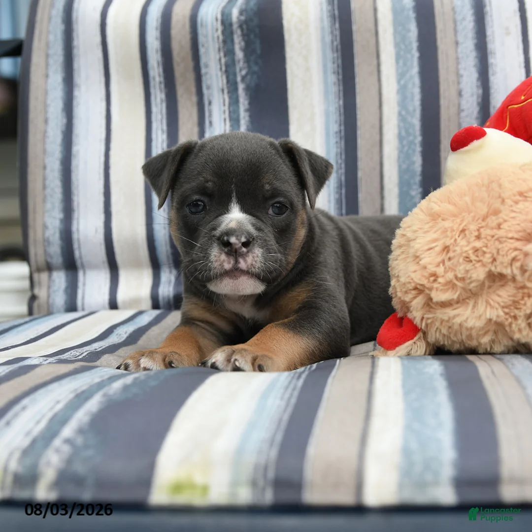 Olde English Bulldogge dogs for sale: Princess - Ad 2