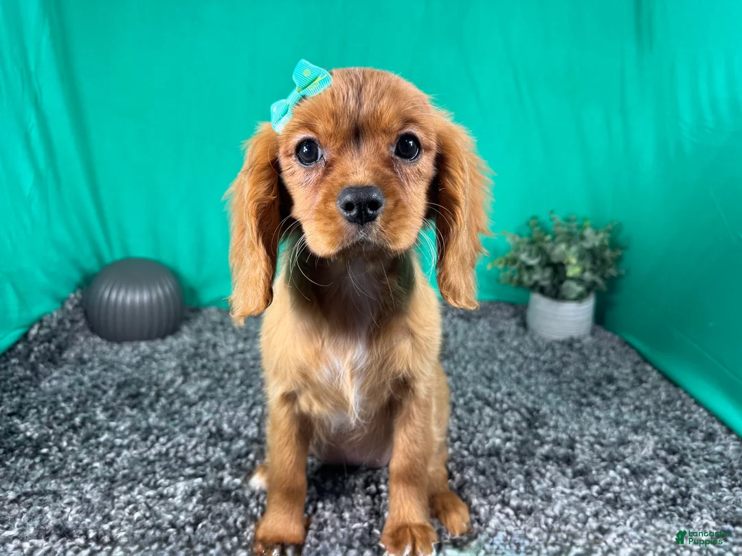 Cavalier King Charles Spaniel dogs for sale: Cavalier King Charles Spaniel 3 - Ad 2