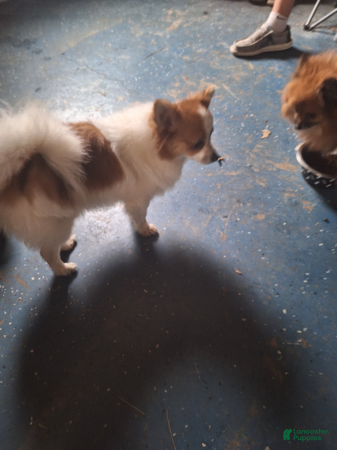 Pomeranian dogs for sale: Stella - Ad 5