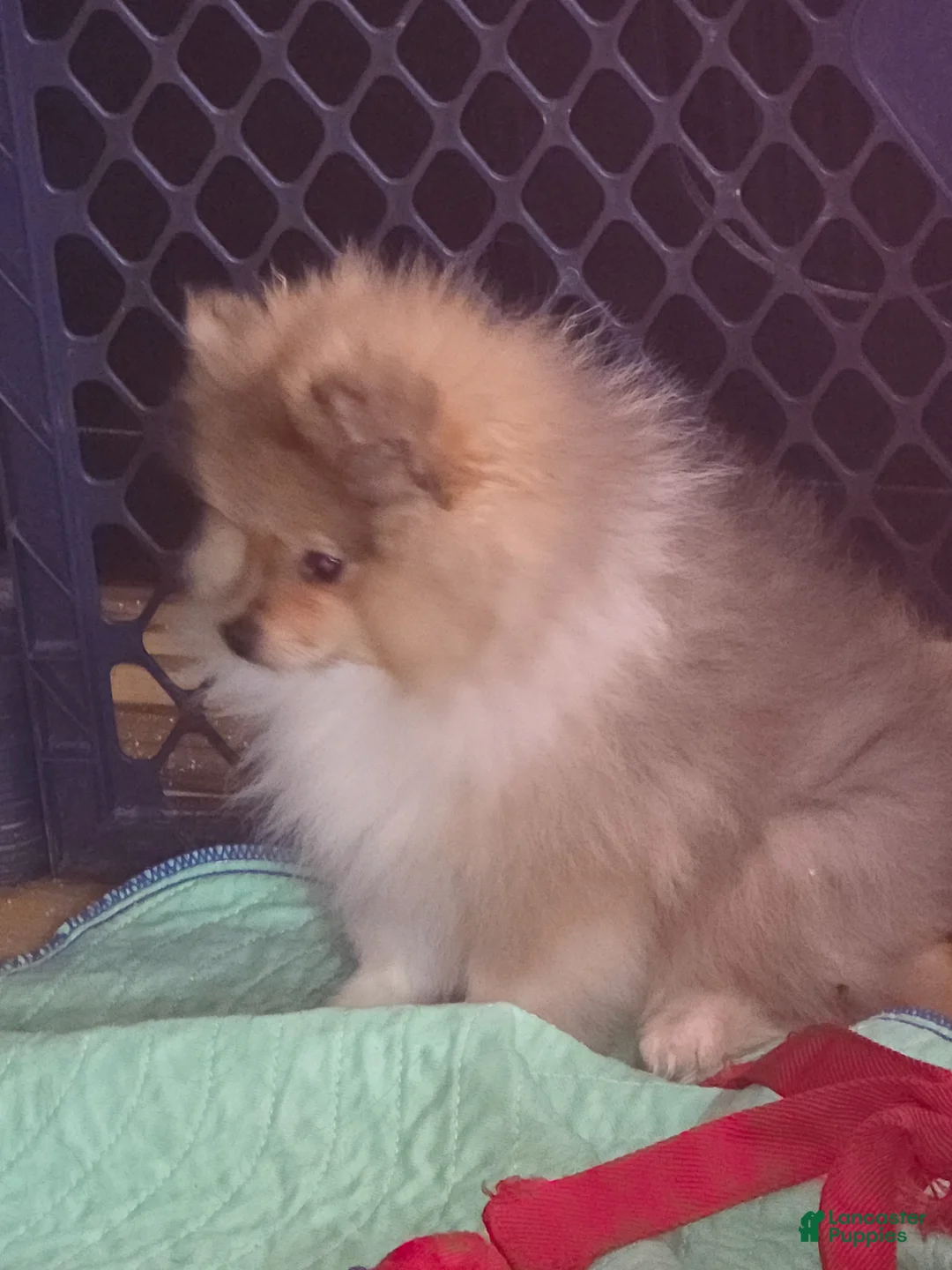 Pomeranian dogs for sale: Pomeranian Puppy 1 - Ad 5