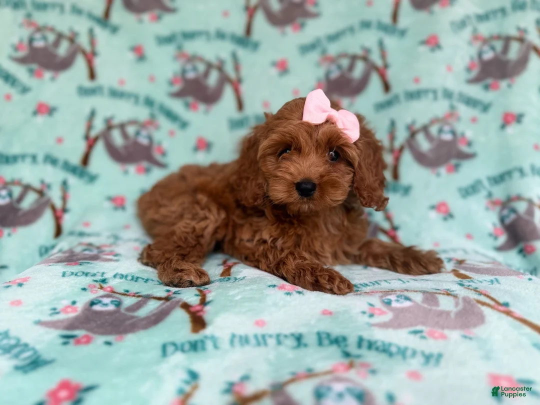 Cockapoo dogs for sale: Remi - Ad 8