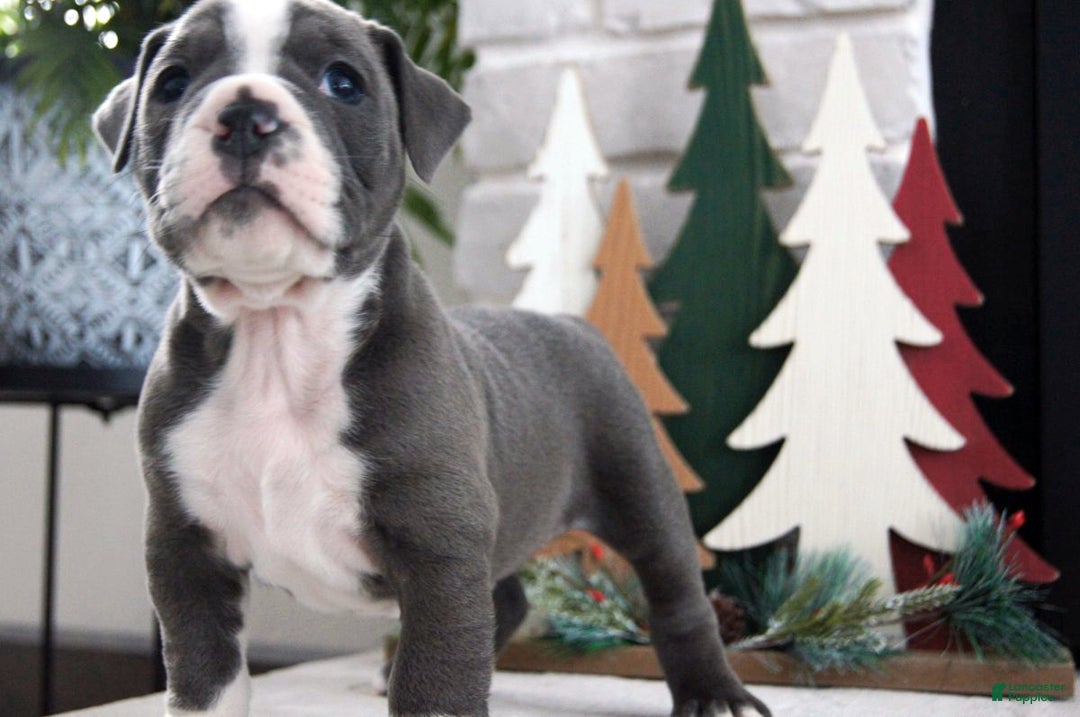 Olde English Bulldogge dogs for sale: Pepsi - Ad 4