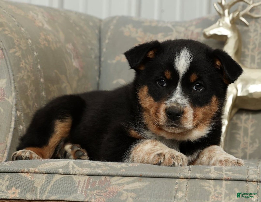Australian Shepherd dogs for sale: Tucker - Ad 6