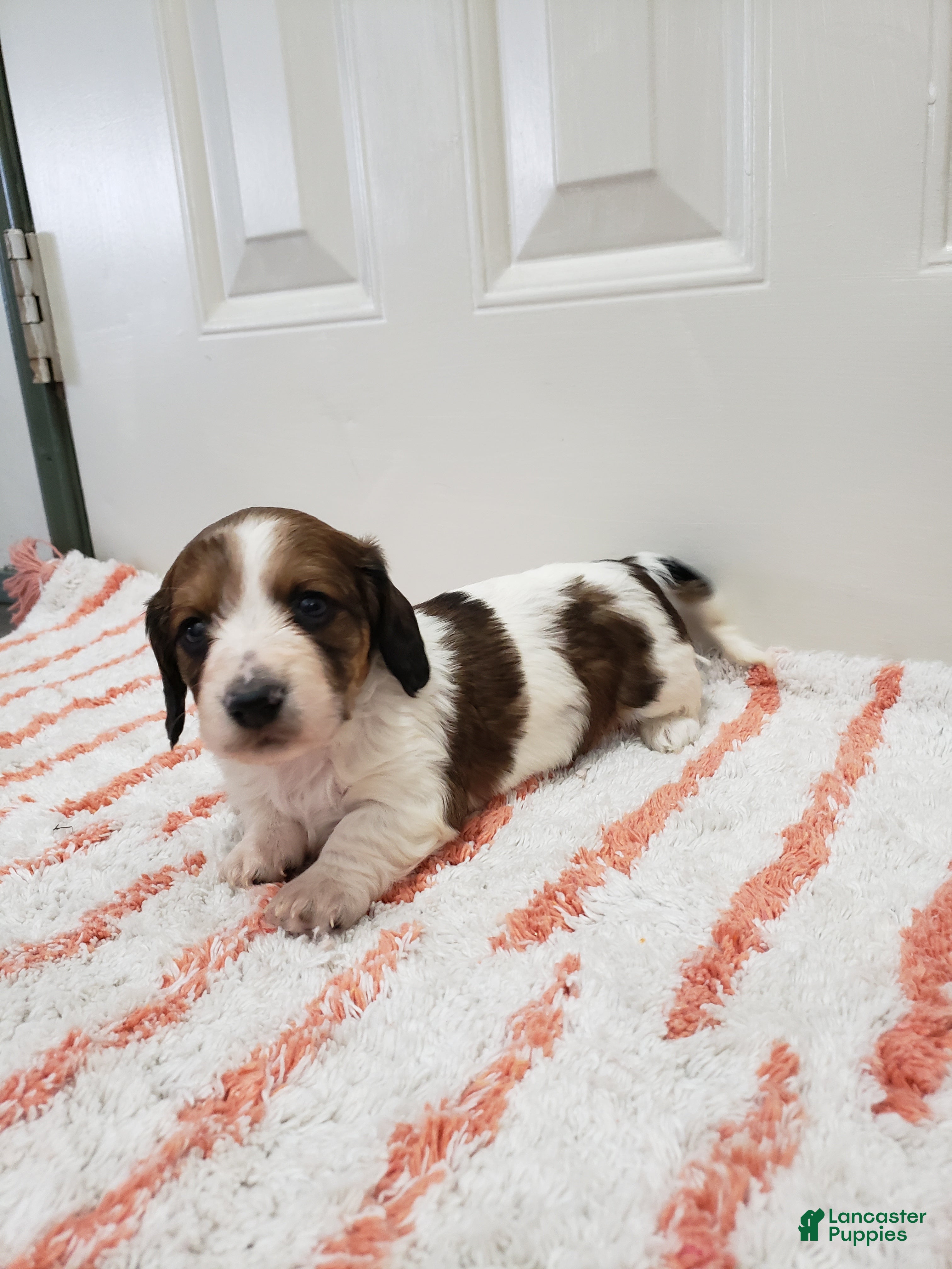 Miniature Dachshund dogs Rylan - Ad 2