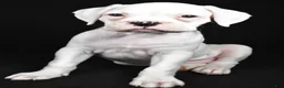 Boxer dogs for sale: Daisy - Ad 2