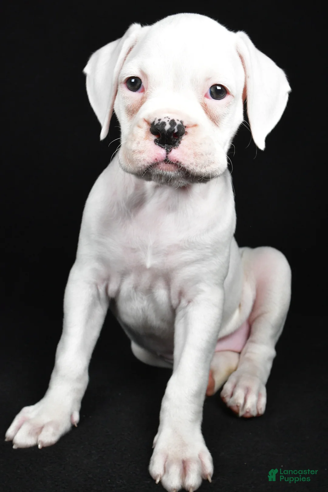 Boxer dogs for sale: Daisy - Ad 2