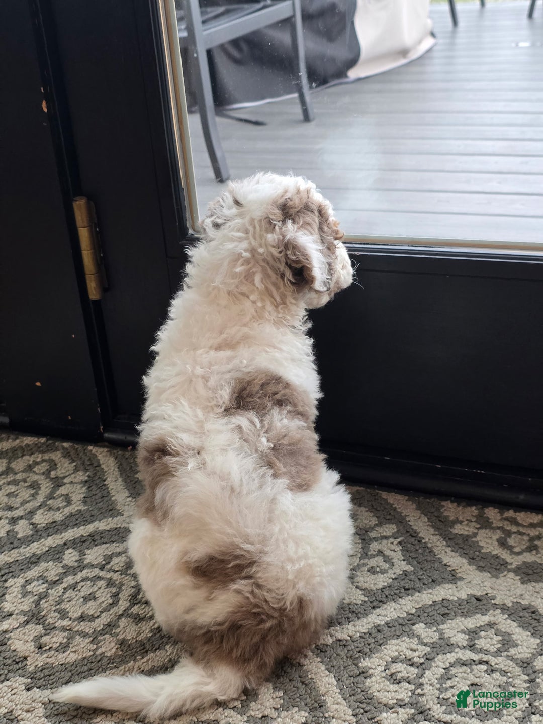 Mini Goldendoodle dogs for sale: Rocky - Ad 4