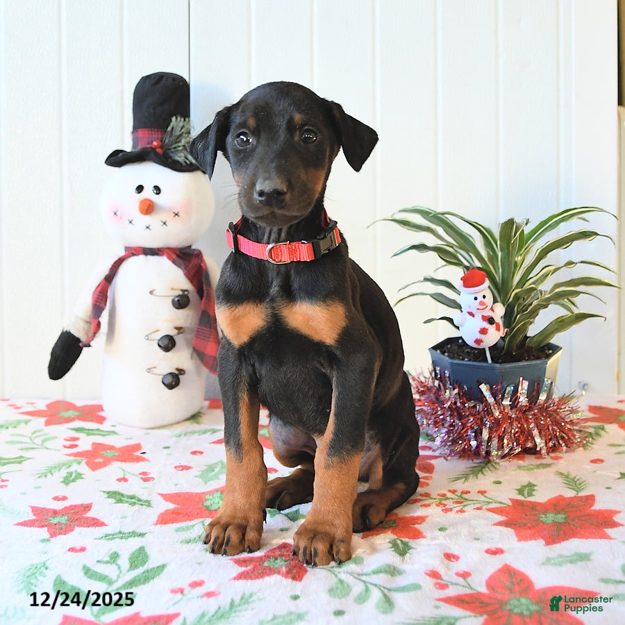 Doberman Pinscher dogs Buddy - Ad 31