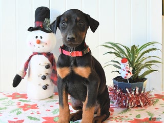 Doberman Pinscher dogs Buddy - Ad 31