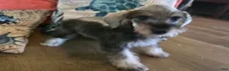 Miniature Schnauzer dogs for sale: Hugh - Ad 4
