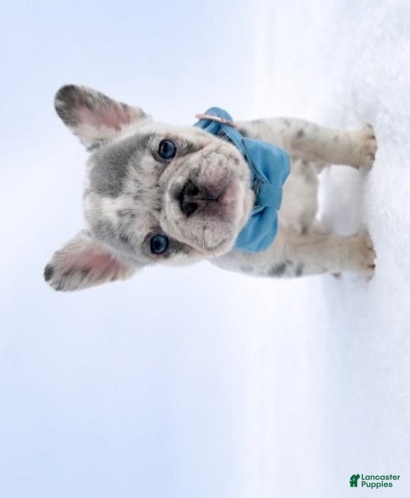 German Shepherd dogs Asher - Ad 21