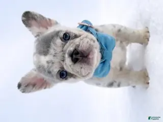 German Shepherd dogs Asher - Ad 10