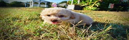 Havapoo dogs for sale: Luigi-Sale!!! - Ad 8