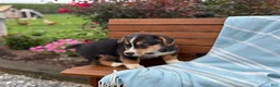 Welsh Corgi Pembroke dogs for sale: Juno - Ad 2