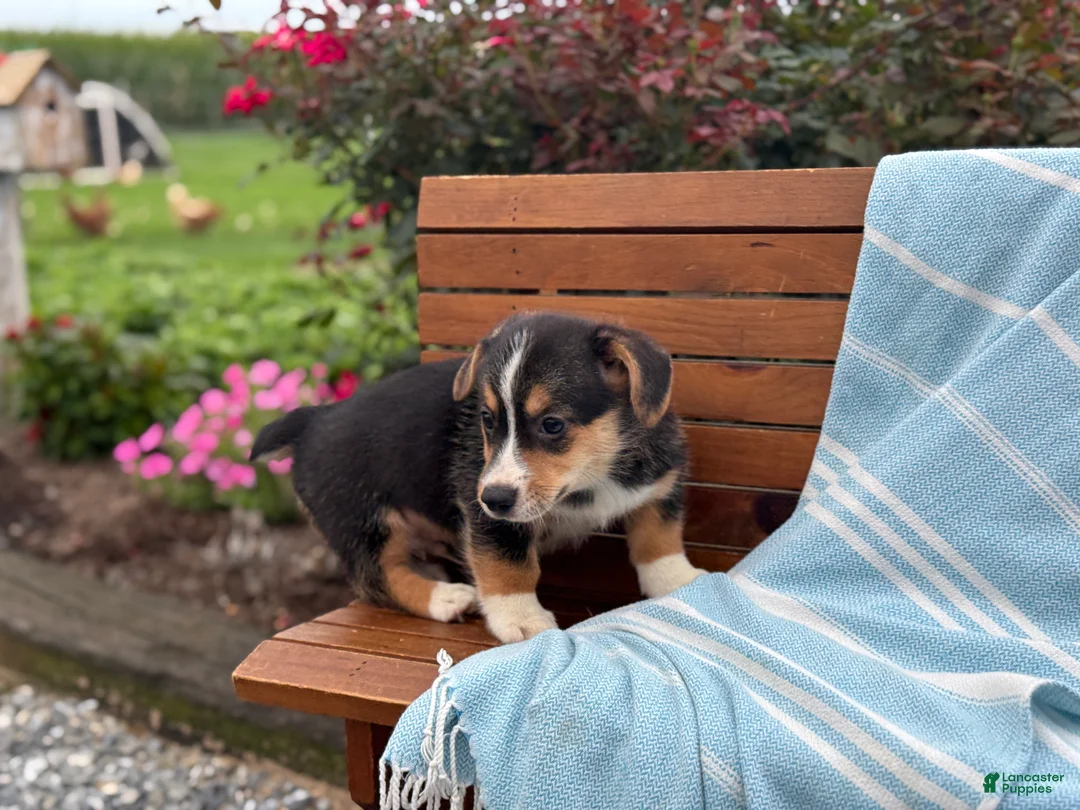 Welsh Corgi Pembroke dogs for sale: Juno - Ad 2