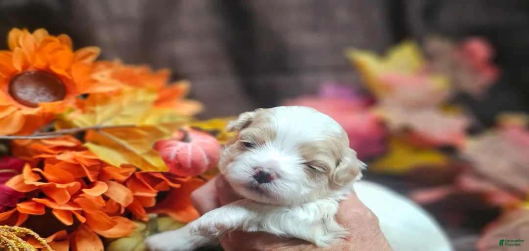 Gallery Image {{count}}