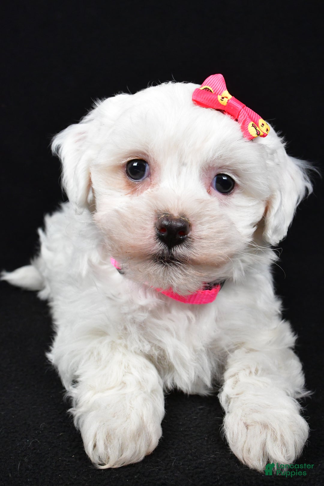 Maltipoo dogs for sale: Jane - Ad 3