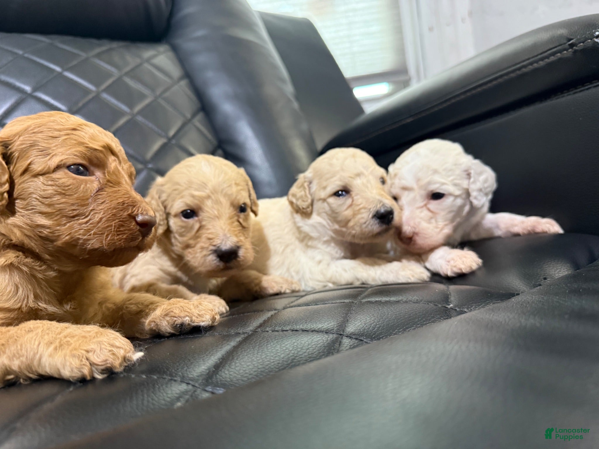 Standard Poodle dogs for sale: Standard Poodle 6 - Ad 4