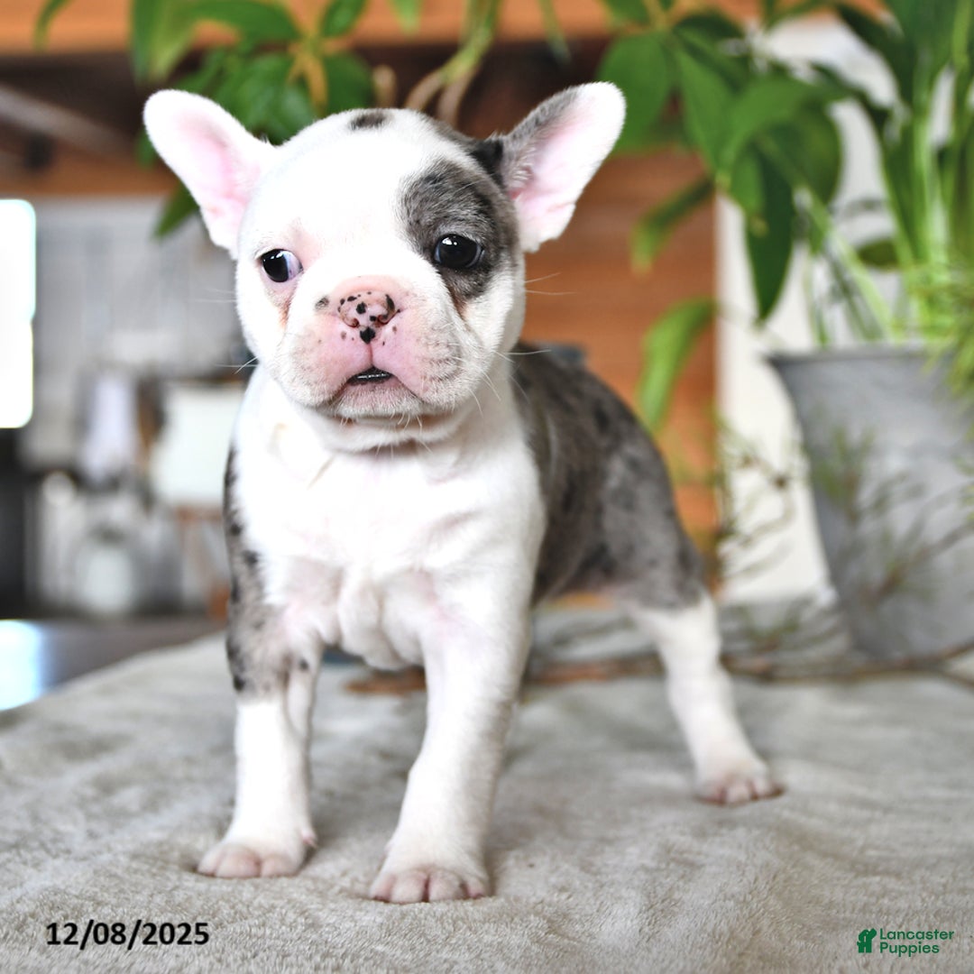 Frenchton dogs for sale: Ellen  - Ad 4