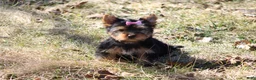 Yorkshire Terrier dogs for sale: Sassy Sarah  - Ad 1