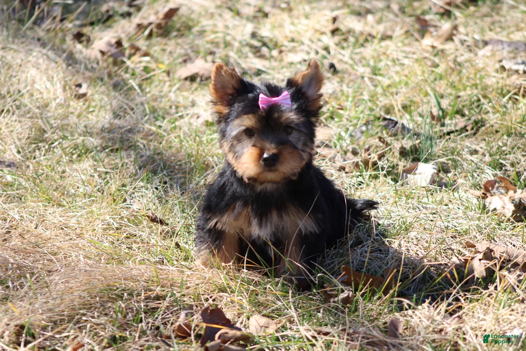 Yorkshire Terrier dogs for sale: Sassy Sarah  - Ad 1