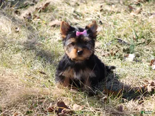 Yorkshire Terrier dogs for sale: Sassy Sarah - Ad 3