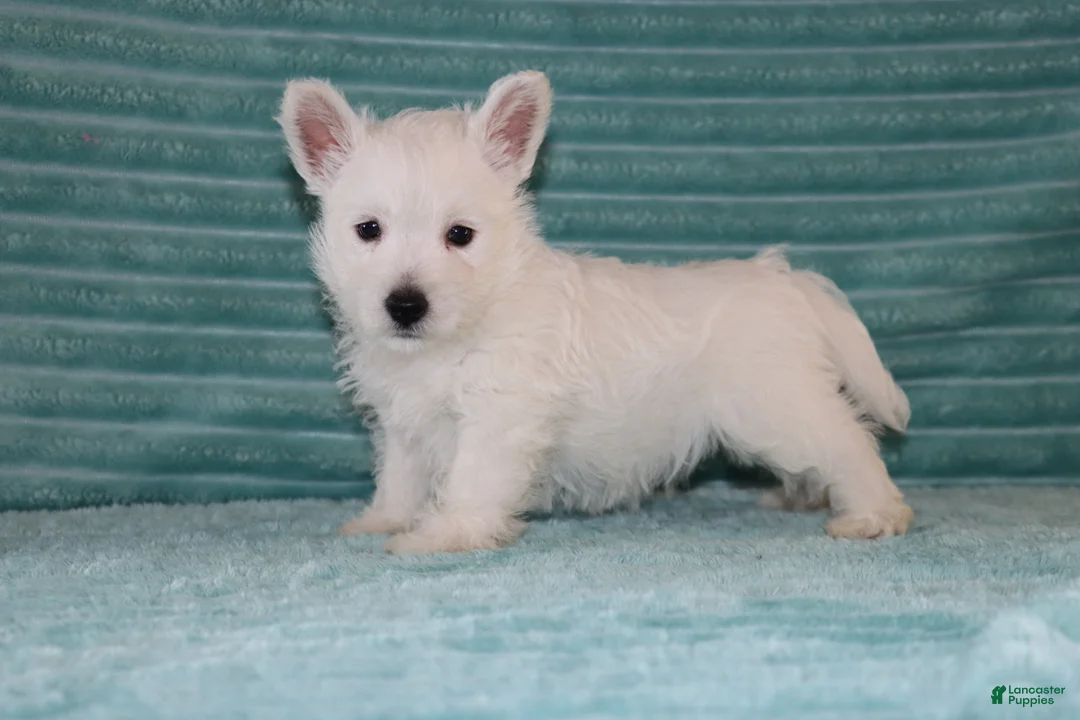 West Highland Terrier dogs for sale: Skye - Ad 5