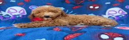 Mini Goldendoodle dogs for sale: Felix  - Ad 4