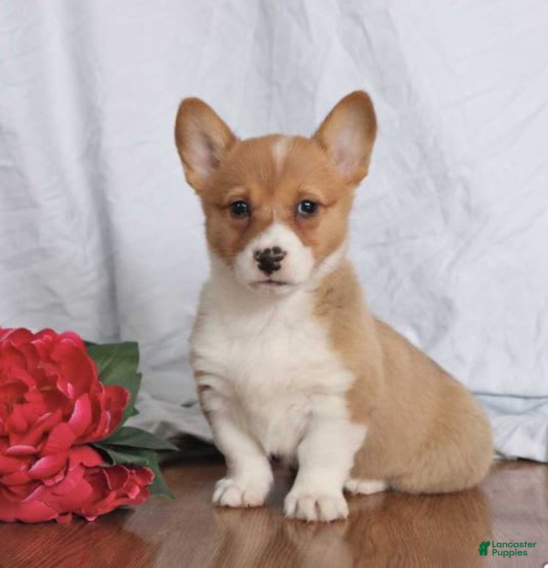 Gallery Image {{count}}