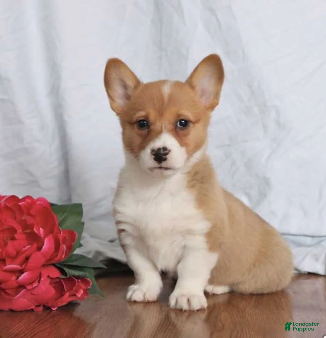 Gallery Image {{count}}