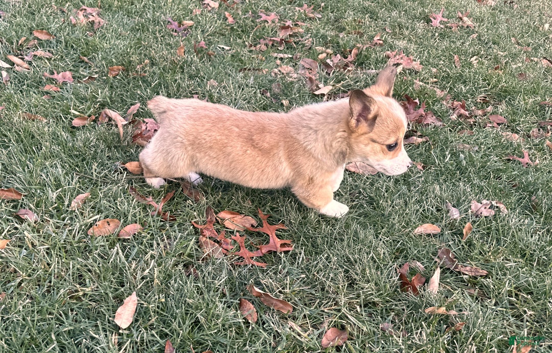 Welsh Corgi Pembroke dogs for sale: Dolly - Ad 10