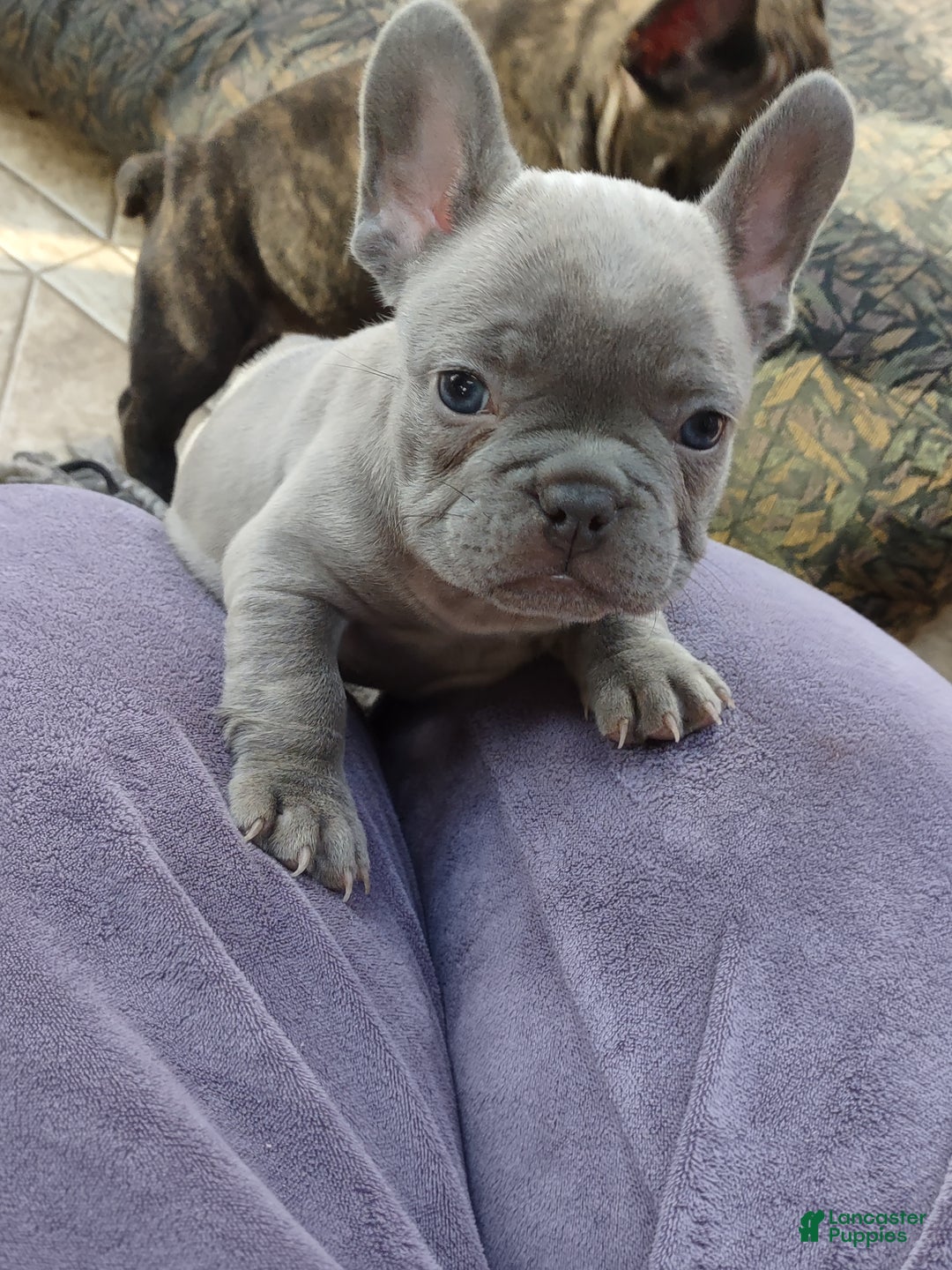 French Bulldog dogs for sale: French Bulldog Puppy 3 - Ad 1