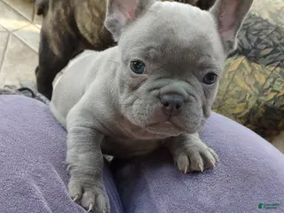French Bulldog dogs French Bulldog Puppy 3 - Ad 34